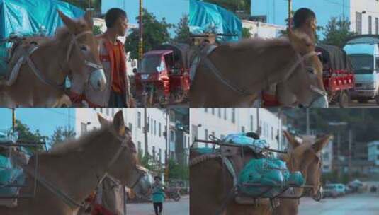 马夫慢镜头视频彝族集市上赶马的人高清在线视频素材下载