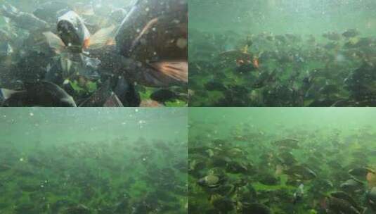 鱼塘池塘成千上万鱼高清在线视频素材下载