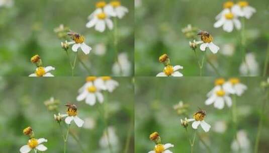 采蜜的蜜蜂高清在线视频素材下载