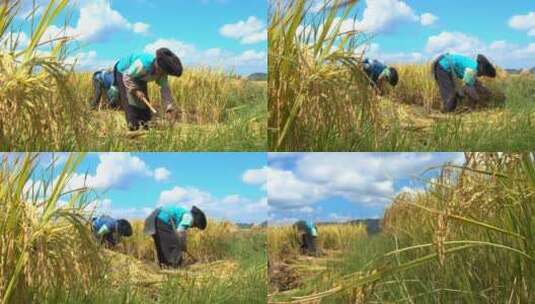 少数民族农民手工收割稻谷高清在线视频素材下载