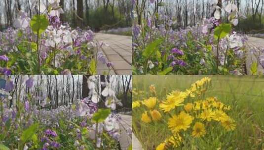 植物花 高速镜头 春天 阳光 慢镜头 花高清在线视频素材下载