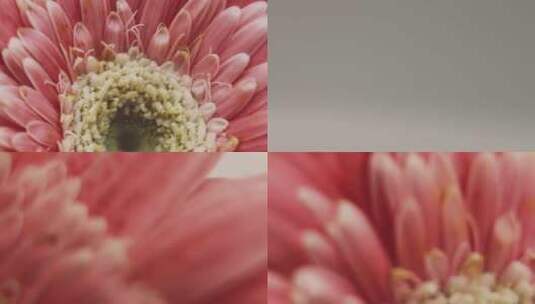 【镜头合集】特写非洲雏菊粉色高清在线视频素材下载