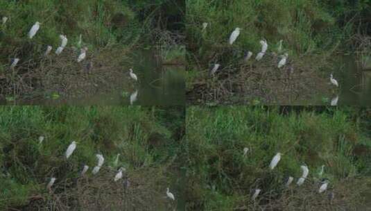 湿地公园的白鹭高清在线视频素材下载