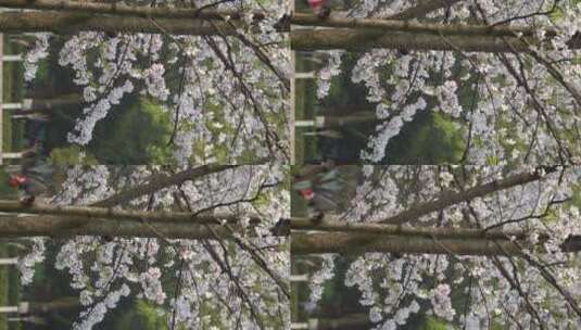 湖南衡阳岳屏公园樱花晚樱高清在线视频素材下载