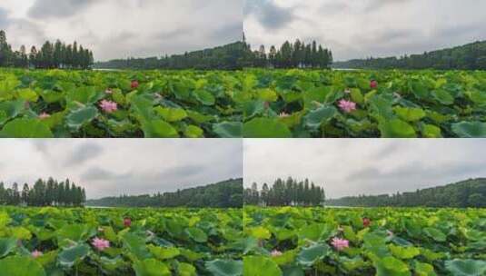 衡阳南湖公园荷塘风光延时摄影4k高清在线视频素材下载