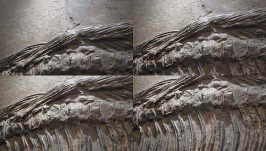 远古翼龙恐龙化石高清在线视频素材下载