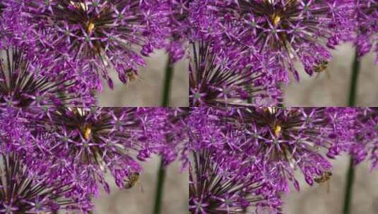站在紫花上的蜜蜂高清在线视频素材下载