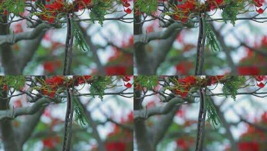 枝头盛开的凤凰花和豆荚特写高清在线视频素材下载