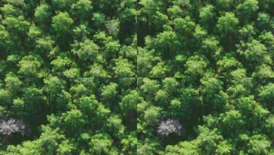 俯拍大兴安岭天然林落叶松林人工林高清在线视频素材下载