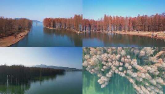 浙江省余姚市四明湖边的水杉风光 合集高清在线视频素材下载