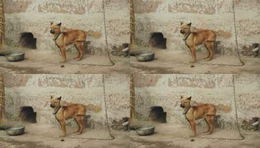 农村被拘束的田园犬高清在线视频素材下载