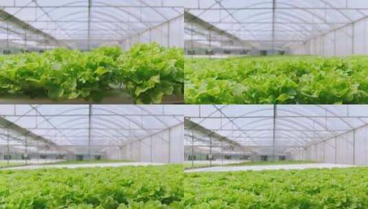生菜种植大棚高清在线视频素材下载