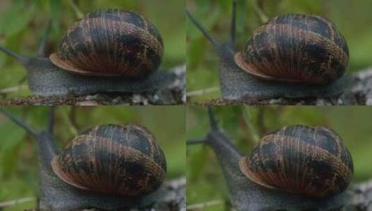 蜗牛微距特写高清在线视频素材下载