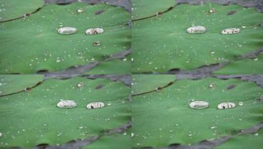 水珠洒落在池塘里的荷叶上高清在线视频素材下载