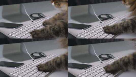 一只猫咪正在键盘上高清在线视频素材下载
