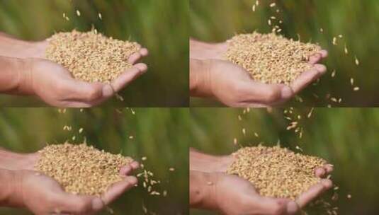 水稻丰收 稻子 金色水稻高清在线视频素材下载