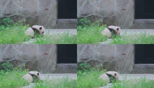 大熊猫幼崽高清在线视频素材下载