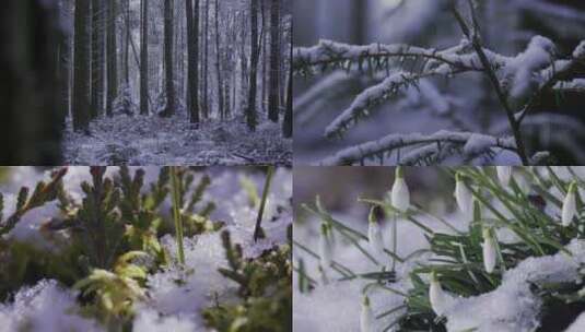 东北森林阳光雪景春天来了化雪融化高清在线视频素材下载