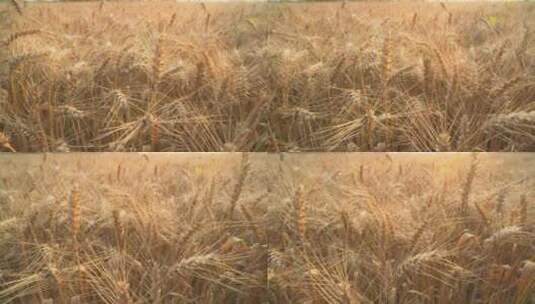 农村田野成熟小麦穗麦芒特写微距高清在线视频素材下载