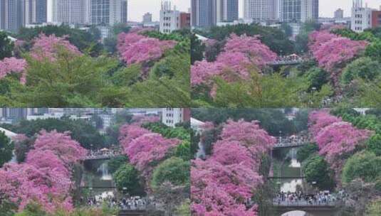 中国广东省广州市从化区华软异木棉高清在线视频素材下载