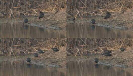 冬天池塘沼泽湿地黑水鸡觅食高清在线视频素材下载