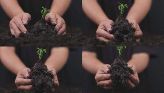 捧起土壤和树苗希望植树节高清在线视频素材下载