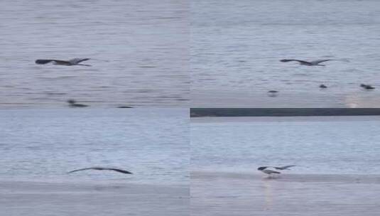 一只苍鹭在水面飞翔高清在线视频素材下载