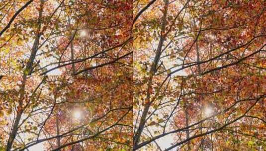 杭州西湖杨公提梧桐树秋天落叶高清在线视频素材下载