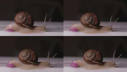 爬行的蜗牛高清在线视频素材下载