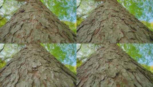 仰拍大树树干树皮高清在线视频素材下载