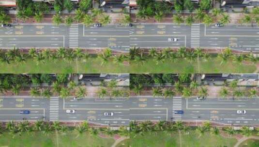 广东湛江城市街道椰子树航拍【4K60】高清在线视频素材下载