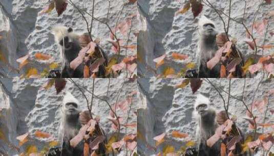 白头叶猴成长演变之：黑色002高清在线视频素材下载
