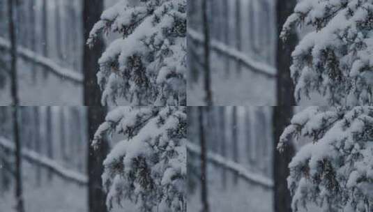 下雪时树枝枝头上的积雪高清在线视频素材下载