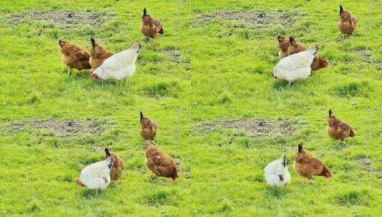土鸡养殖农村田间鸡群高清在线视频素材下载