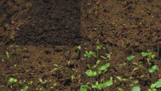 植物种子生根发芽生长动画高清在线视频素材下载