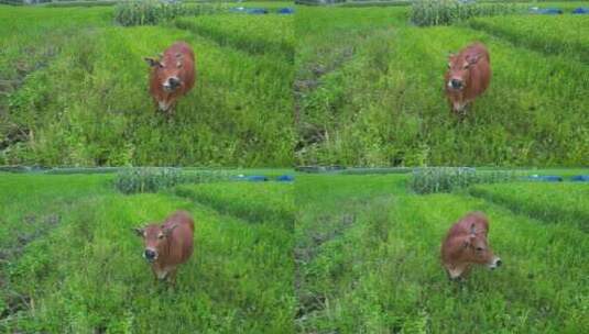 农田里吃草的黄牛航拍高清在线视频素材下载