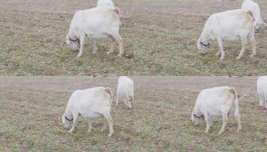 冬天山羊吃草高清在线视频素材下载