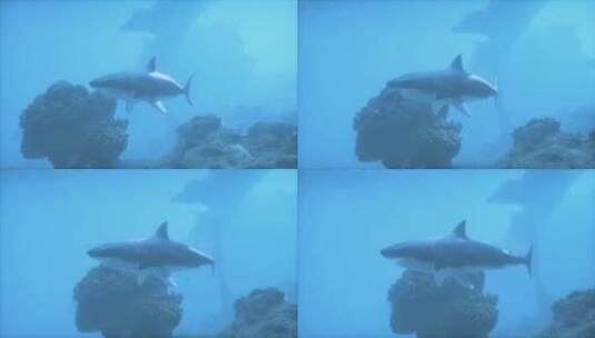 鲨鱼在岩石附近的水中游泳高清在线视频素材下载