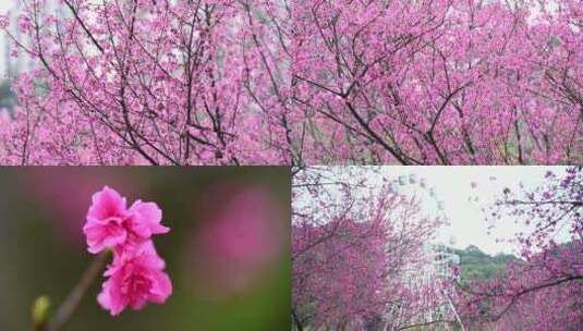 粉色樱花素材唯美浪漫樱花高清在线视频素材下载