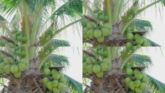 椰子 热带水果高清在线视频素材下载