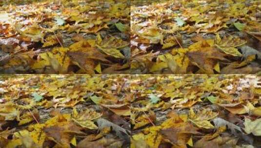 秋天地下飘落的叶子高清在线视频素材下载