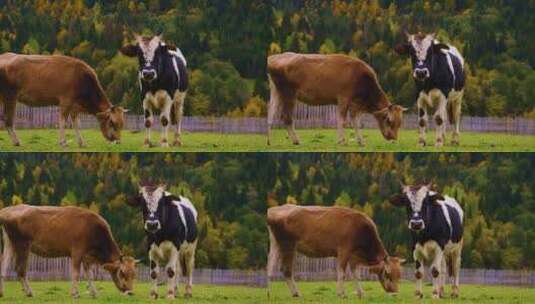 正在牧场吃草的两只牛高清在线视频素材下载