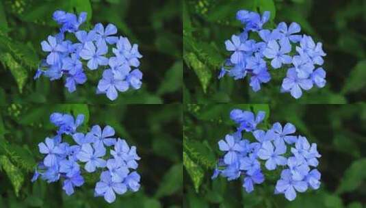 夏天盛开的蓝花丹蓝色小花实拍高清在线视频素材下载