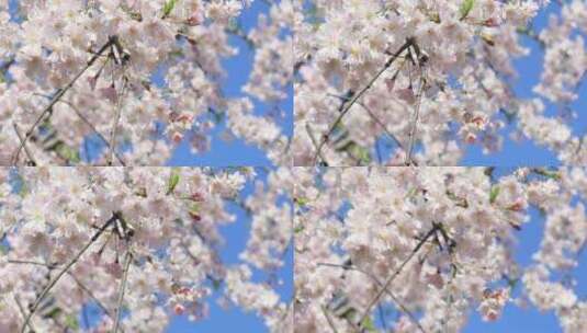 蓝天背景美丽的垂枝樱樱花绽放高清在线视频素材下载