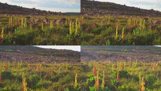 川西高山草原上的野生苞叶大黄高清在线视频素材下载