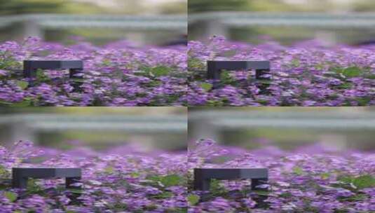 春天里的紫色二月兰诸葛菜竖版高清在线视频素材下载