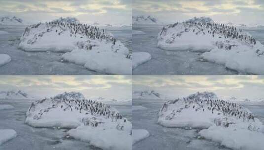 游泳，跳跃企鹅殖民地。南极洲。高清在线视频素材下载