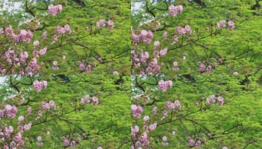 唯美校园樱花特写 苏州大学东吴大学赏樱高清在线视频素材下载