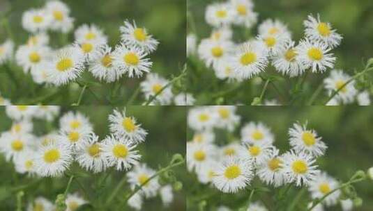 杭州兰里景区植物花卉高清在线视频素材下载