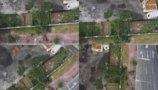 广东东莞：被台风吹倒的树木倒伏在围墙上高清在线视频素材下载